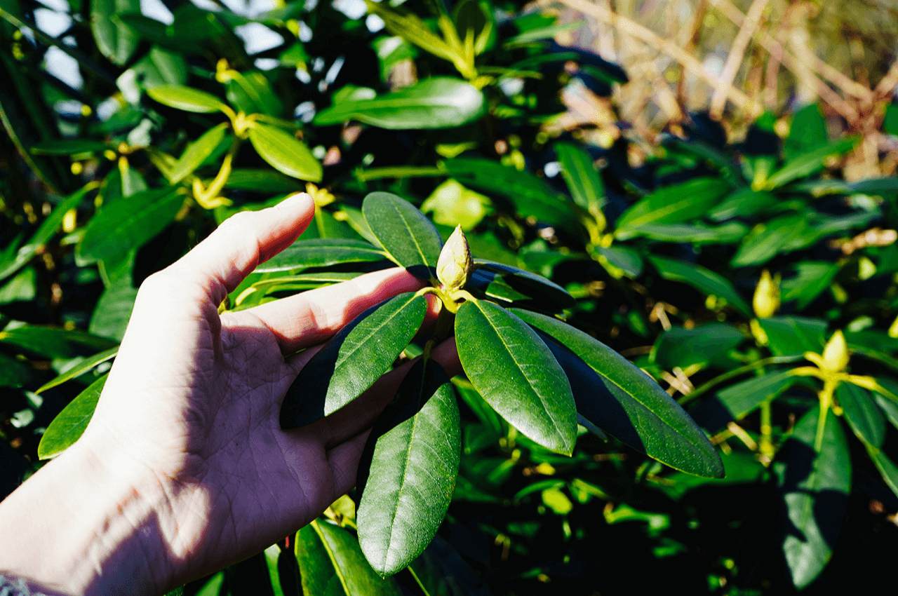 Hand hält Rhododendron-Knospe